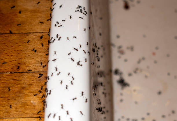 Best Bed Bug Extermination  in Spearville, KS