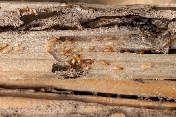 Best Flea Control Services  in Spearville, KS